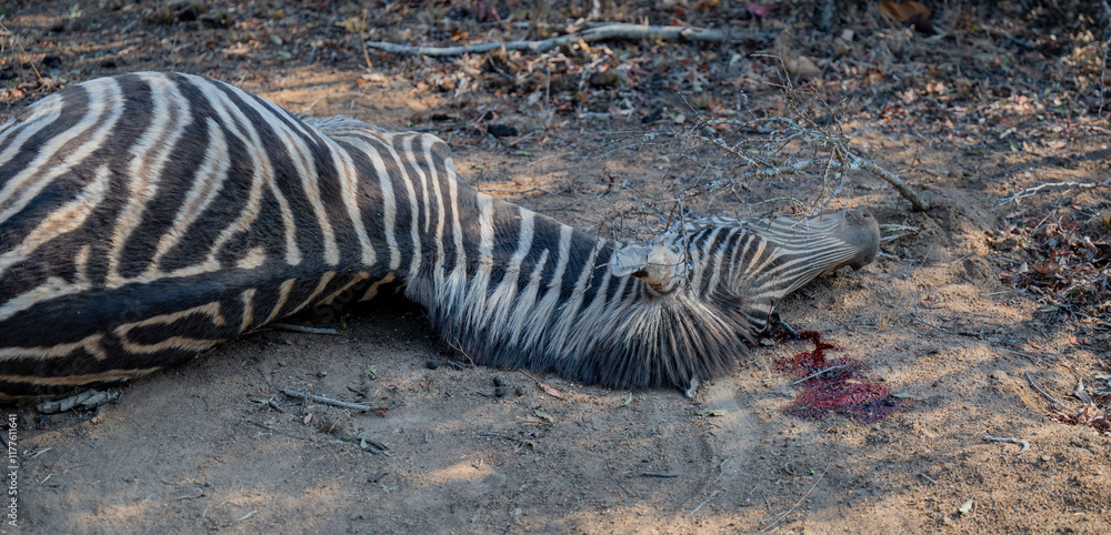 Afrikanische Tiere Totes Steppenzebra nach Schlangenbiss gestorben, im Busch vom Krüger National Park - Kruger Nationalpark Südafrika