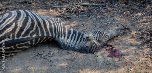 Obraz na płótnie Afrikanische Tiere Totes Steppenzebra nach Schlangenbiss gestorben, im Busch vom Krüger National Park - Kruger Nationalpark Südafrika w salonie