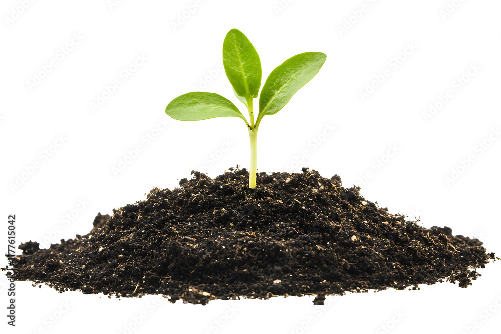 Young plant growing from soil isolated on transparent. Young plant growing from soil isolated on transparent.