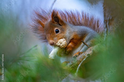 Bild auf Leinwand Squirrel in the forest, eats mushrooms.