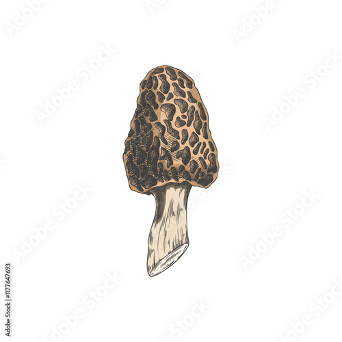 Vector icon hand-drawn detailed whole brown marcella mushroom isolated on a white background