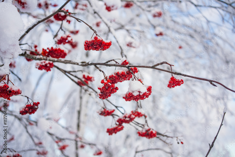 Clusters of vibrant red rowan berries clinging to snow-dusted branches create a striking contrast against the soft white backdrop of a winter landscape Clusters of vibrant red rowan berries clinging to snow-dusted branches create a striking contrast against the soft white backdrop of a winter landscape