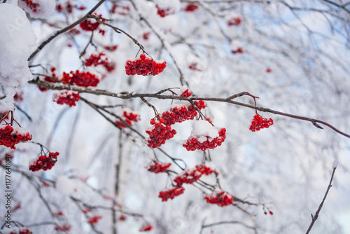 Clusters of vibrant red rowan berries clinging to snow-dusted branches create a striking contrast against the soft white backdrop of a winter landscape photo