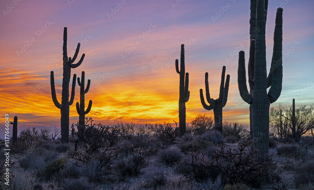 Stand Of Silhouetted Saguaro Cactus At Sunrise Time In Scottsdale Arizona Stand Of Silhouetted Saguaro Cactus At Sunrise Time In Scottsdale Arizona