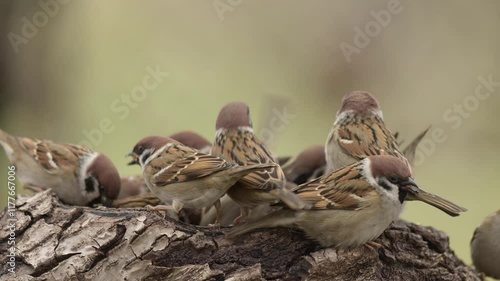 Eurasian tree sparrow 4k 30p 7