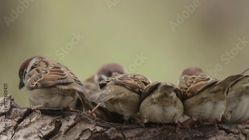 Eurasian tree sparrow 4k 30p 9