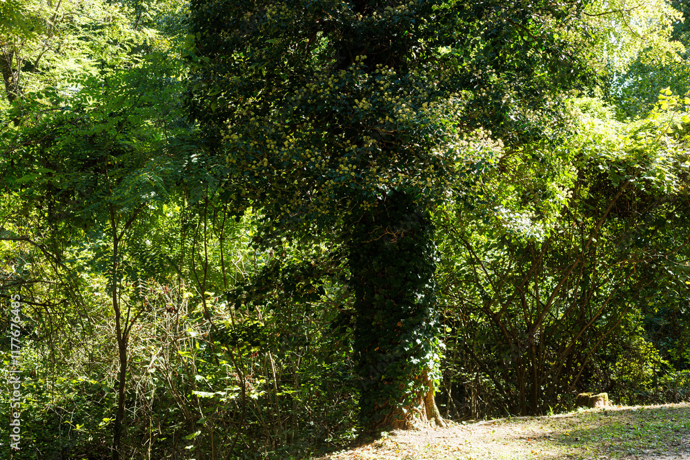 A tree fully enveloped by Hedera helix or common ivy A tree fully enveloped by Hedera helix or common ivy