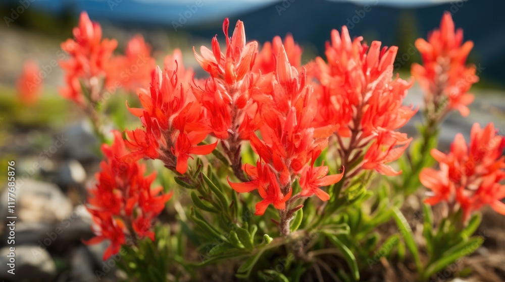Indian Paintbrush Flowers in a Wildflower Field. A Beautiful Blossom with Fragrant Bud Indian Paintbrush Flowers in a Wildflower Field. A Beautiful Blossom with Fragrant Bud