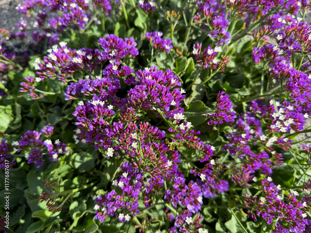 Beautiful blooming vibrant purple pink Limonium macrophyllum decorative flowers close up, floral wallpaper background with purple limonium Beautiful blooming vibrant purple pink Limonium macrophyllum decorative flowers close up, floral wallpaper background with purple limonium