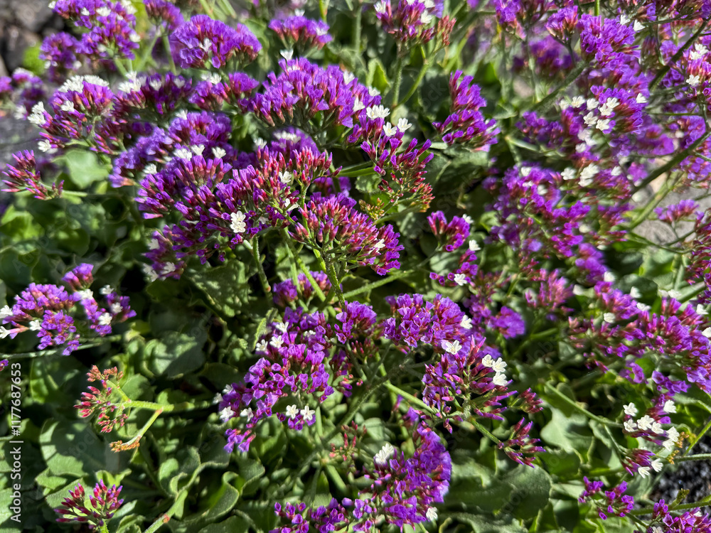 Fototapeta premium Beautiful blooming vibrant purple pink Limonium macrophyllum decorative flowers close up, floral wallpaper background with purple limonium