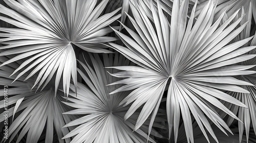 Monochrome Close-Up of Palm Leaves with Intricate Textures