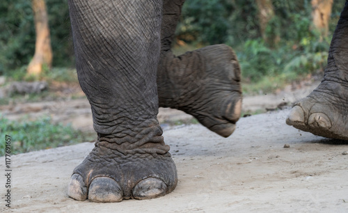 Canvas Print Asian elephant walking on road