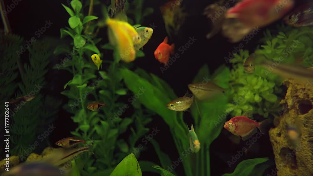 Various aquarium fish swim among algae in an aquarium, background. Aqua space. Beautiful freshwater aquarium with colorful fish and green plants, aquarium design. School of freshwater fish. Various aquarium fish swim among algae in an aquarium, background. Aqua space. Beautiful freshwater aquarium with colorful fish and green plants, aquarium design. School of freshwater fish.