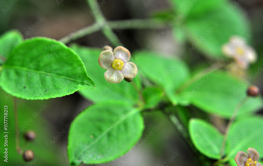 Ornamental plant Euonymus verrucosus blooms in nature Ornamental plant Euonymus verrucosus blooms in nature