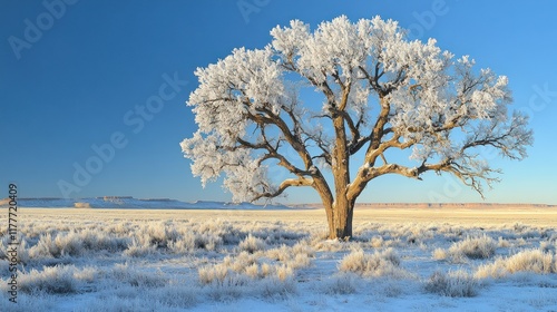 Frosted tree in a winter landscape. photo