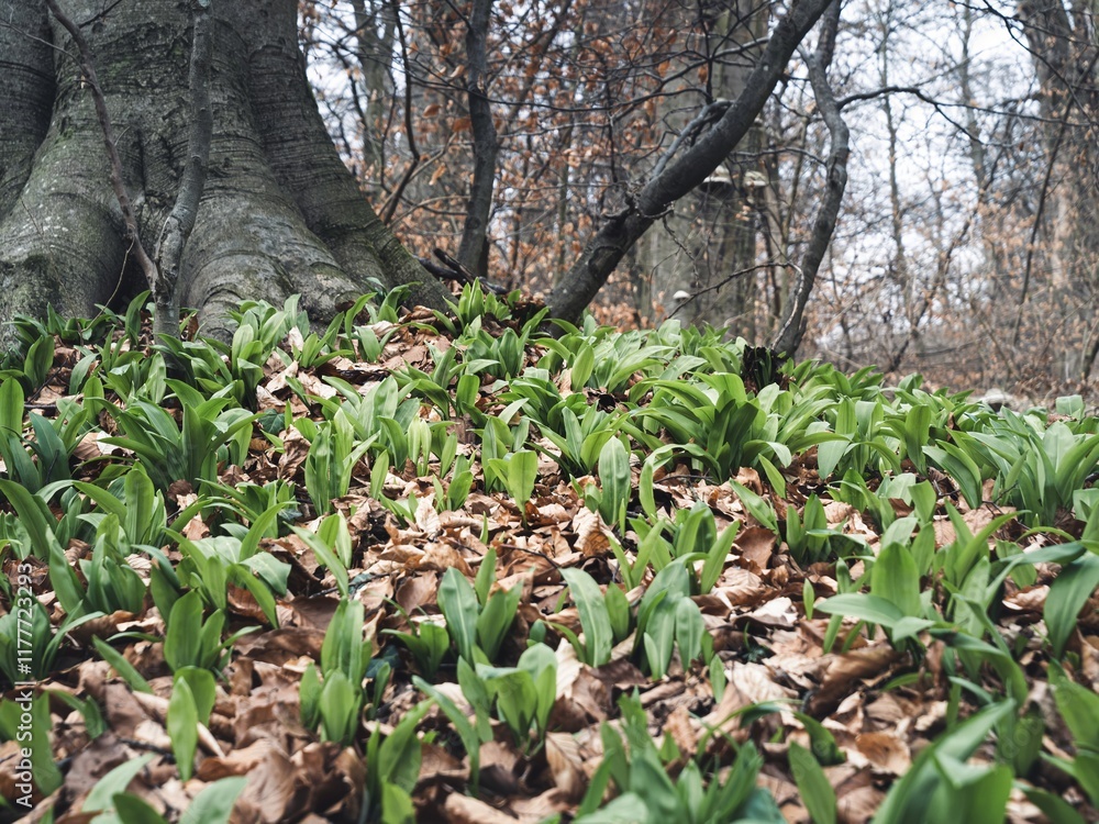 Obraz premium Wild garlic plants (Allium ursinum) sprouting abundantly around the base of a large tree in a serene forest setting. Fresh green leaves contrast with dried autumn foliage.