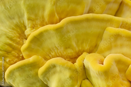 Laetiporus sulphureus photo