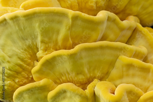 Laetiporus sulphureus photo