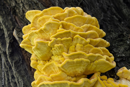 Laetiporus sulphureus photo