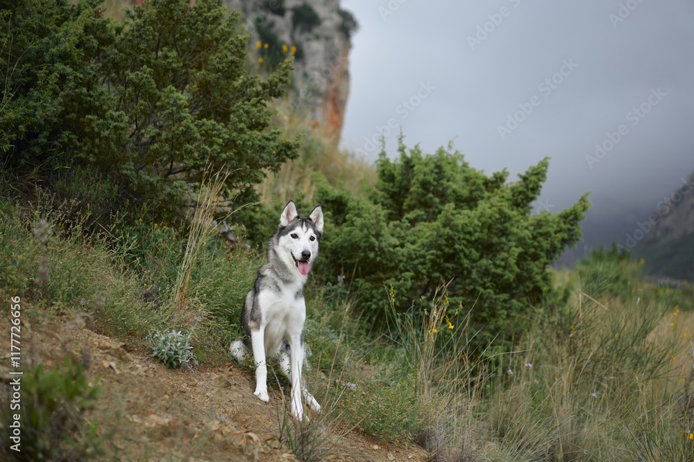 Obraz premium A Siberian Husky stands confidently among lush greenery, framed by natural surroundings. The dog upright ears and focused gaze emphasize its alert and adventurous nature.