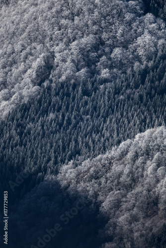 Forêt givrée dans le Doubs