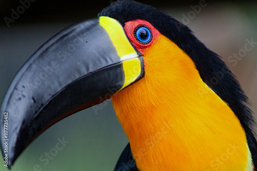 The skull of a toucan, a bird belonging to the Ramphastidae family, lives in the tropical forests of Central and South America.