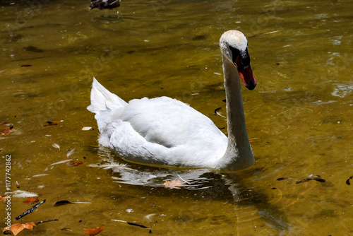 A beautiful white swan swimming in a peaceful lake photo