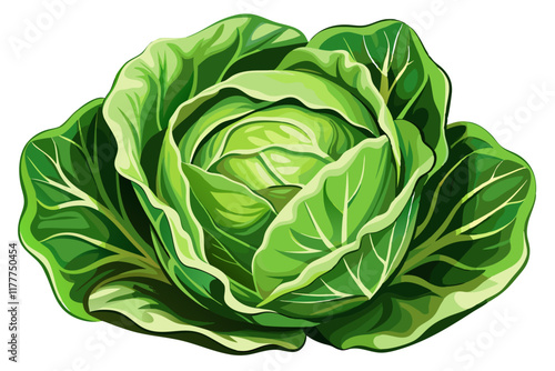 cabbage isolated on white background