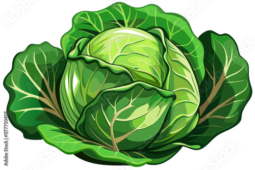 head of cabbage