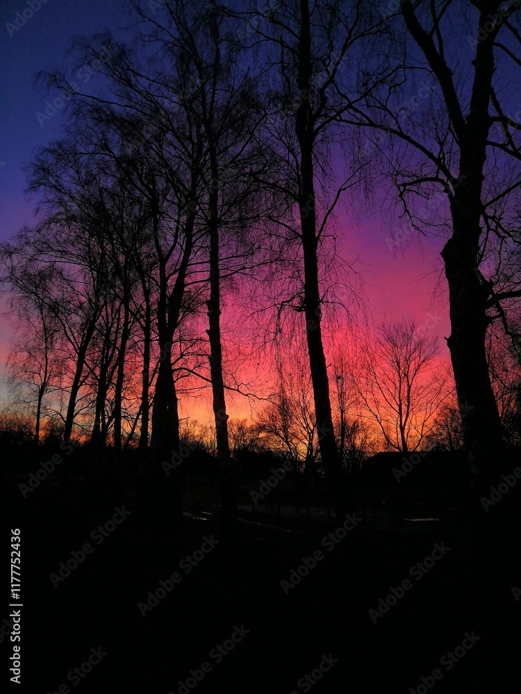soft pink sunset with a blue tint against a background of trees soft pink sunset with a blue tint against a background of trees