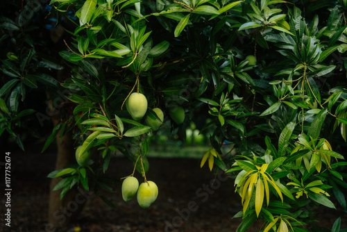 Close-Up of Hanging Green Mangoes on a Mango Tree photo