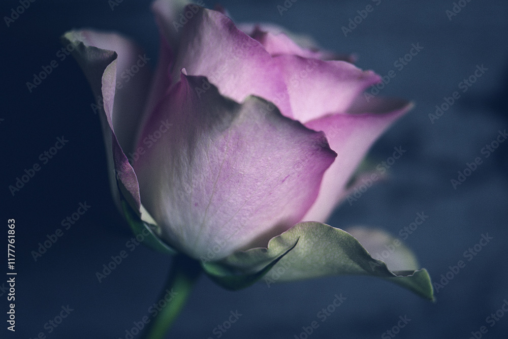 Fototapeta premium Rosenblüte schwarz weiß pink monochrom romantisch Dunst und Nebel