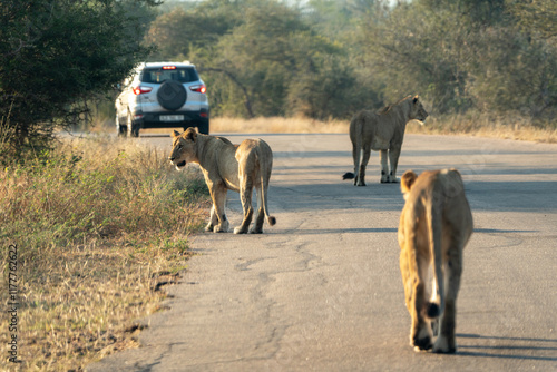 Lions in Safari Park Road, Kruger, South Africa