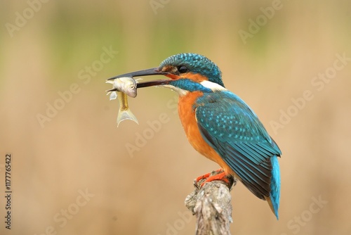 Photos Common kingfisher Alcedo atthis bird songbird wildlife nature predator cock o th