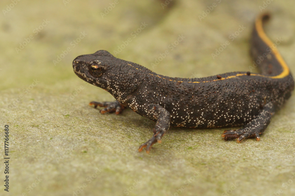 Closeup on a juvenile Balkan or Buresch's crested newt, Triturus ivanbureschi Closeup on a juvenile Balkan or Buresch's crested newt, Triturus ivanbureschi