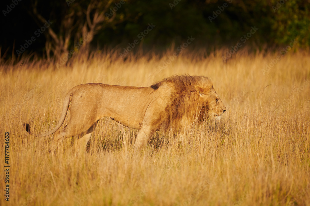 Fototapeta premium Beautiful lion walking free in the african savanna.