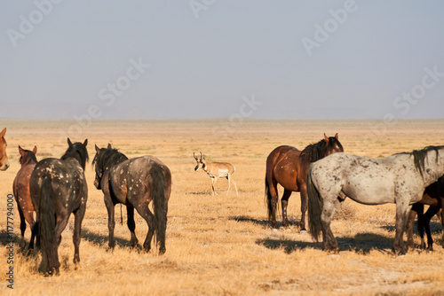  Antelope and Horses photo