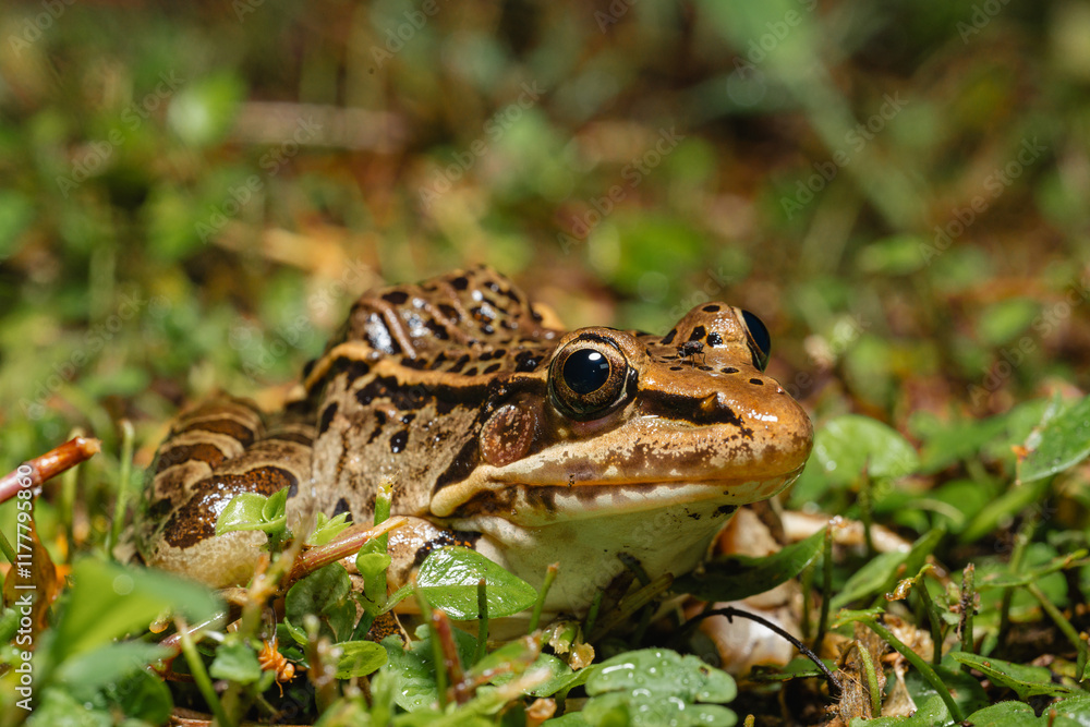 Leopard Frog in its Natural Habitat in Monteverde, Costa Rica Leopard Frog in its Natural Habitat in Monteverde, Costa Rica