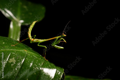 Portrait of a Praying Mantis in Nature photo