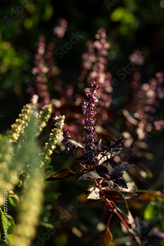 Harvesting season, purple basil photo