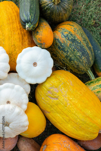 still life of zucchini with squash photo