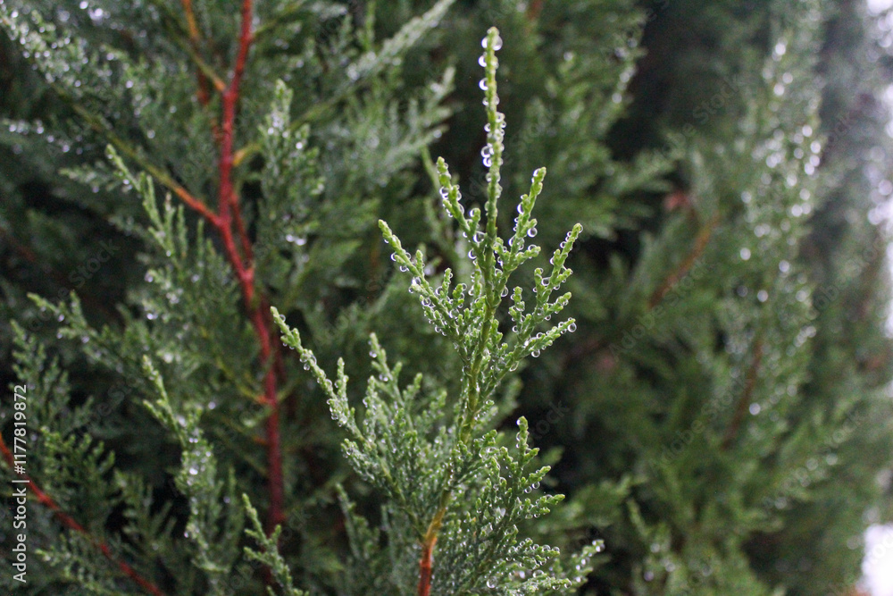 Thuja tree of life with water drops after rain. Thuja tree of life with water drops after rain.