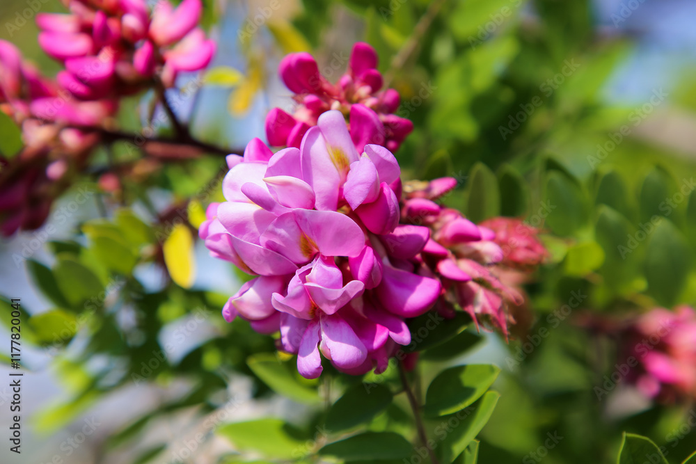 Fototapeta premium pink flowers in the garden
