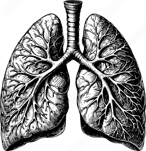 hand drawn lungs vector art
