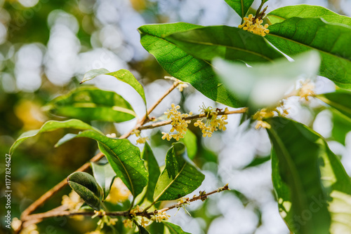 Close-up of blooming Osmanthus flowers on a branch