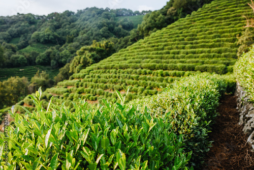 Tea bushes on a terraced hillside in a lush plantation photo