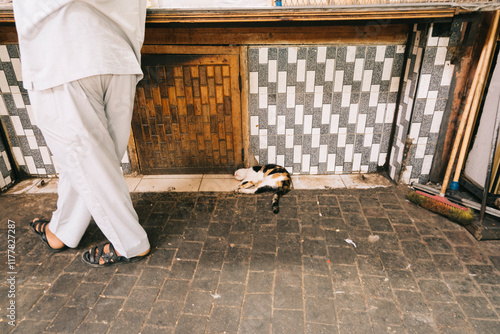 Sleeping Cat in Marrakech Market photo