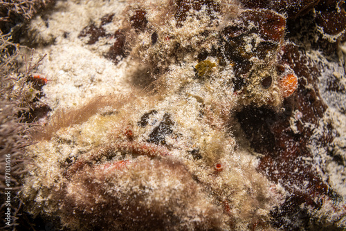 Scorpion fish, Mabul island, Malaysia photo