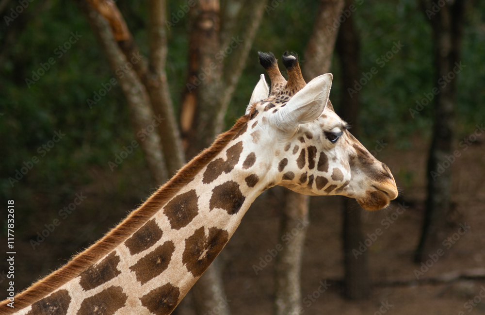 Obraz premium Portrait of a giraffe. Closeup of giraffe-s head