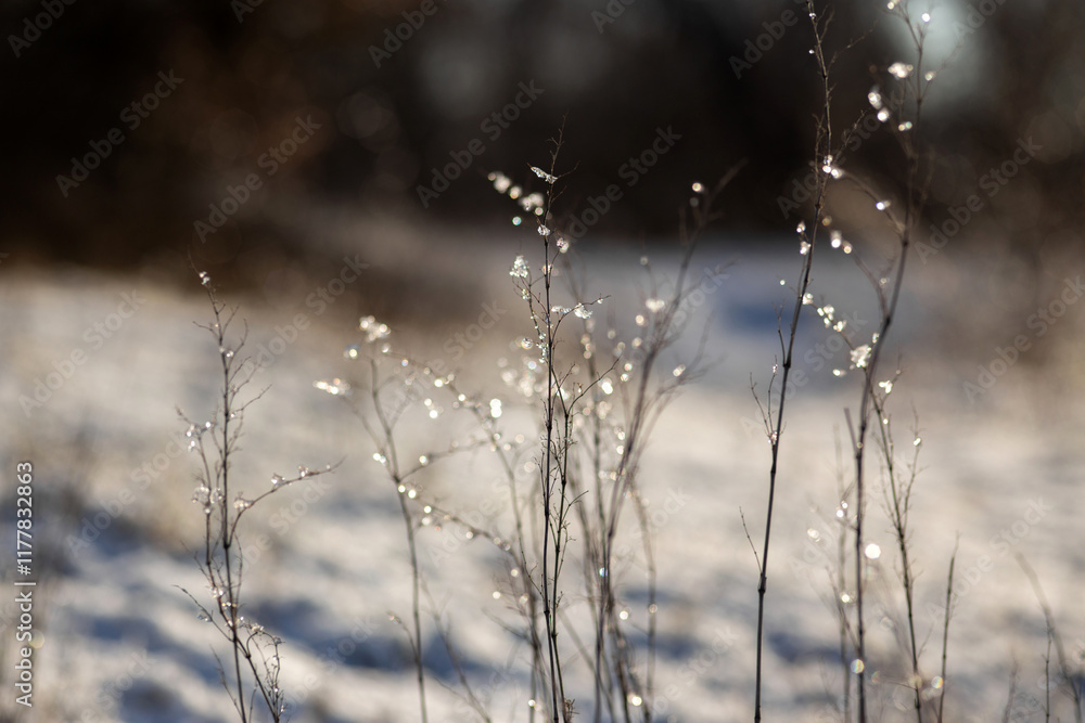 Fototapeta premium water drops on a branch